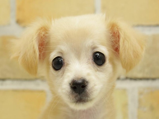 福岡県のハーフ犬 (ペッツワン福岡新宮店/2024年1月28日生まれ/女の子/イエロー)の子犬